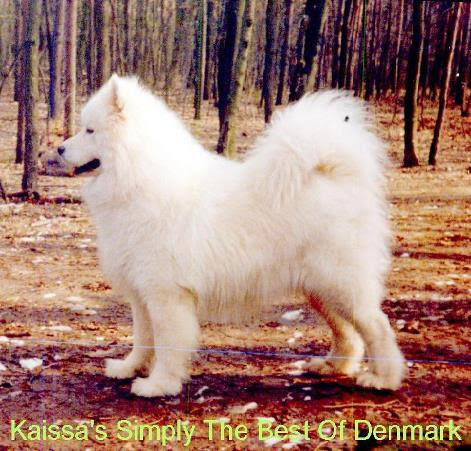 Kaissas Simply The Best of Denmark 1