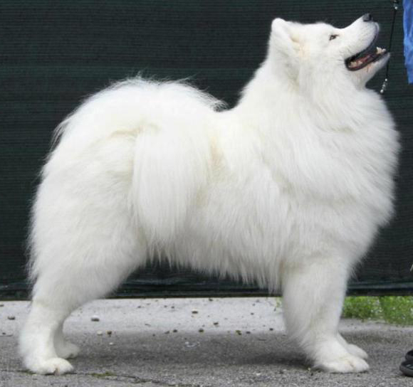 Fluffy Marvel Give Me A White Star