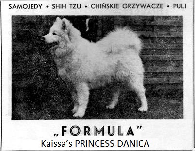 SAMOYED 35