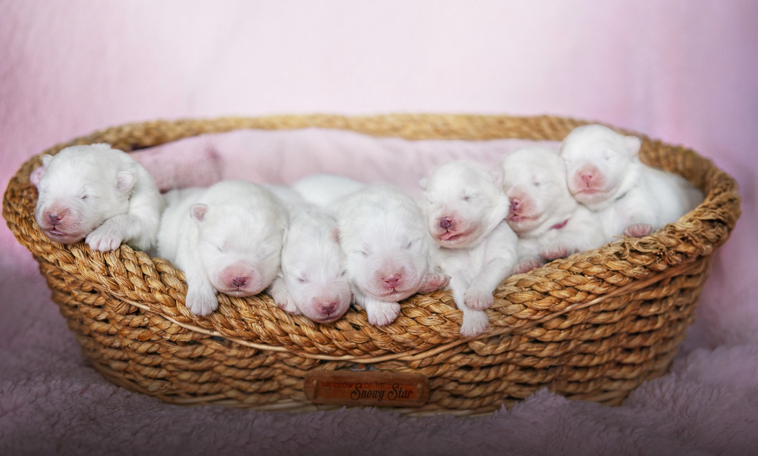 c3litter
