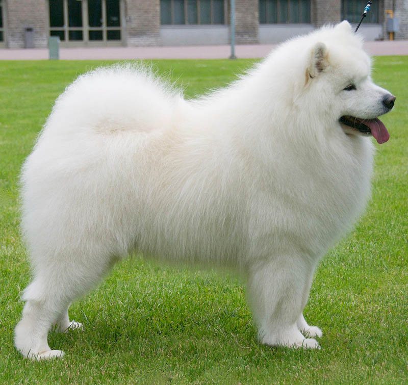 Tahekiir White Carusoe