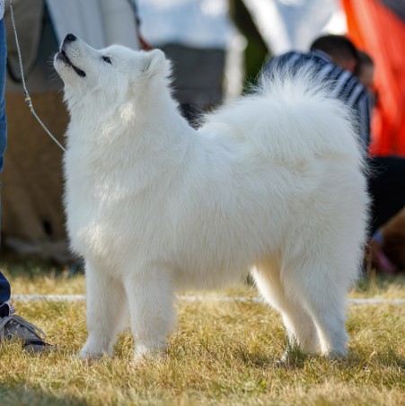 noxpupch