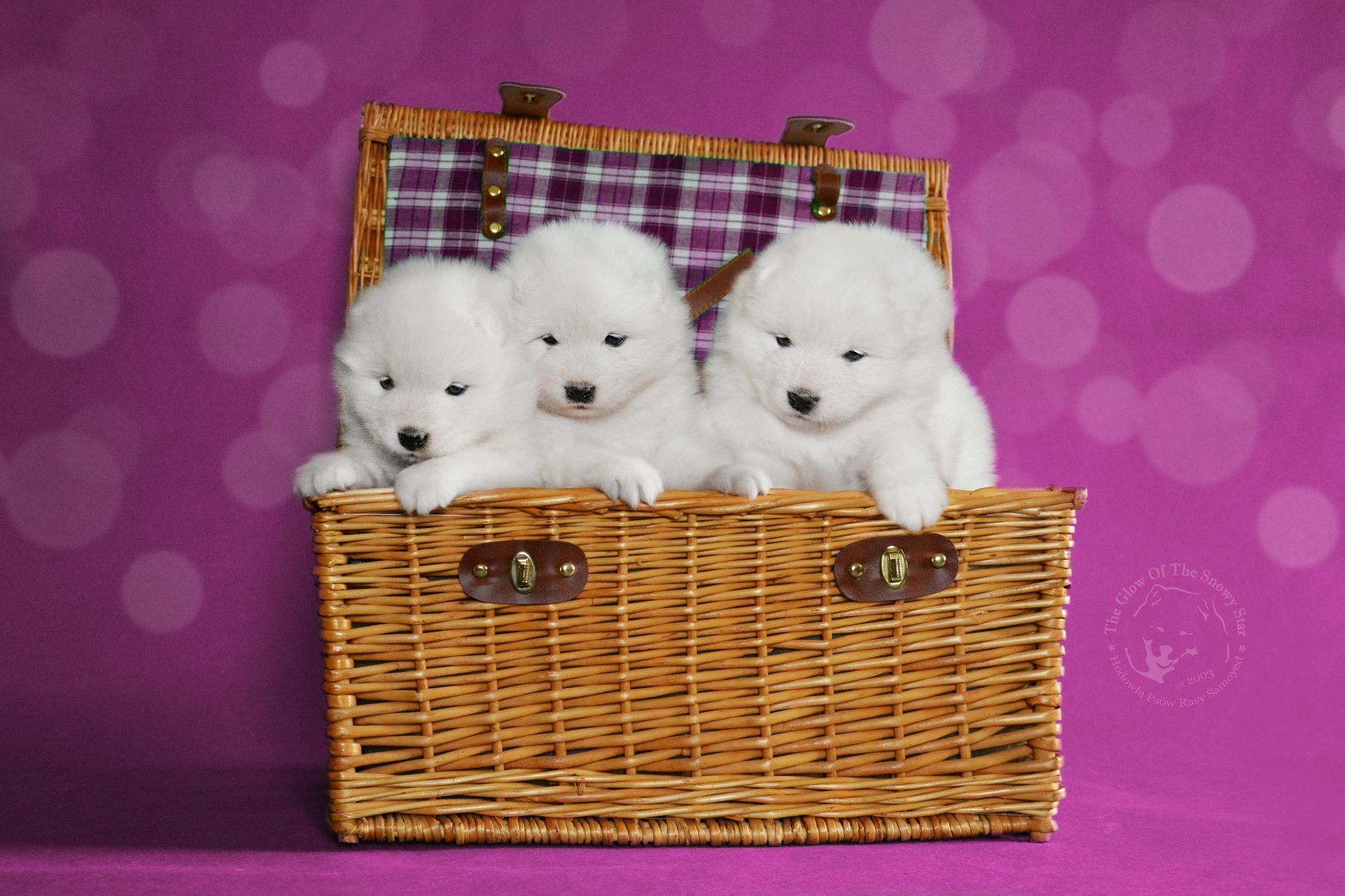 pups2