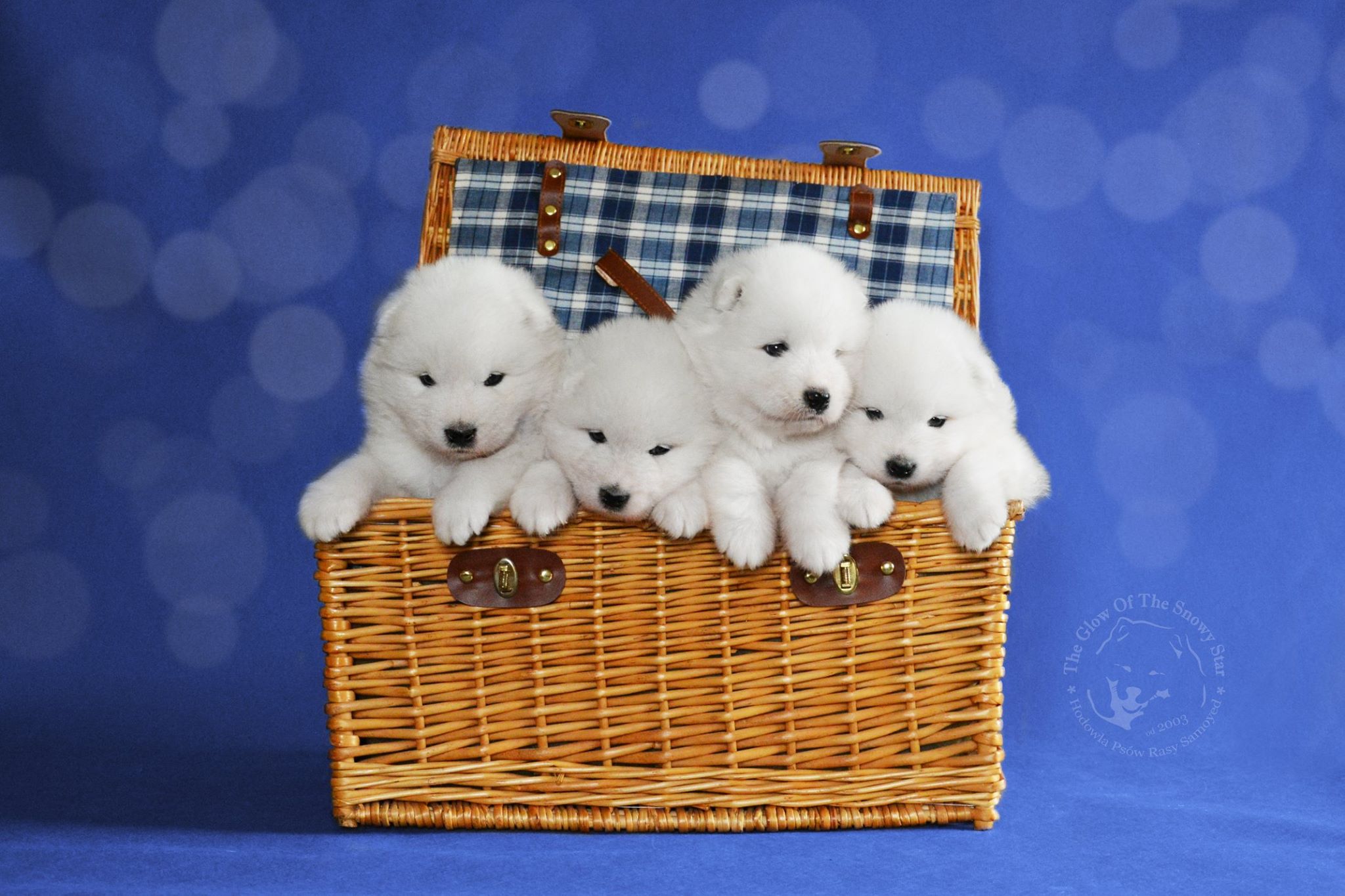 pups3
