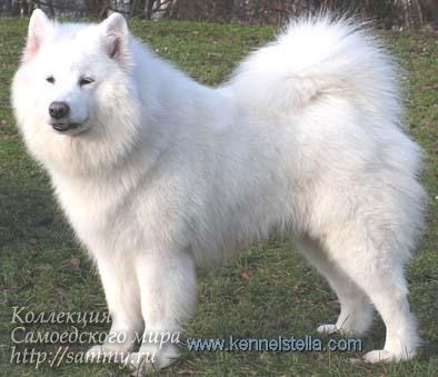 Jessy Varro Albus