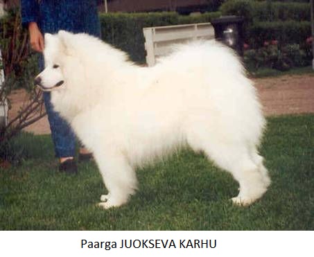 paarga juokseva karhu