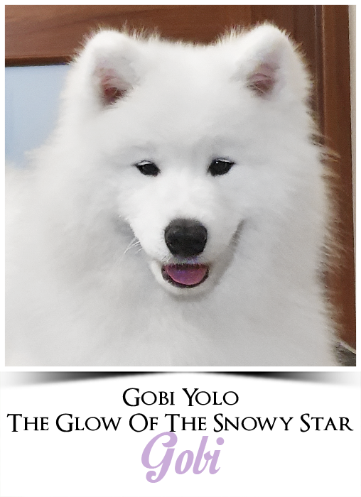 profil gobi