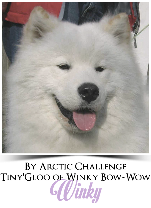 profil winky
