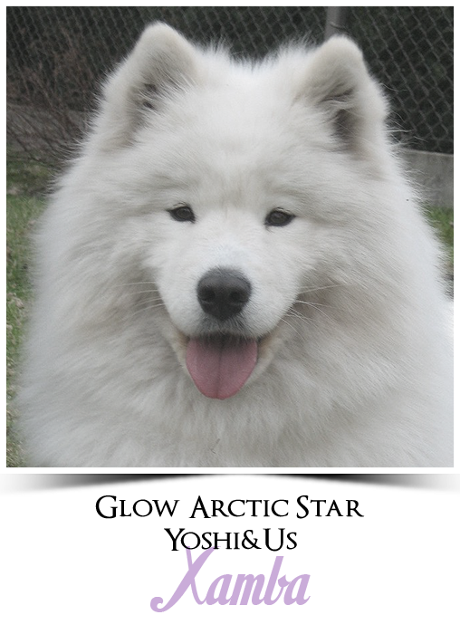 profil xamba