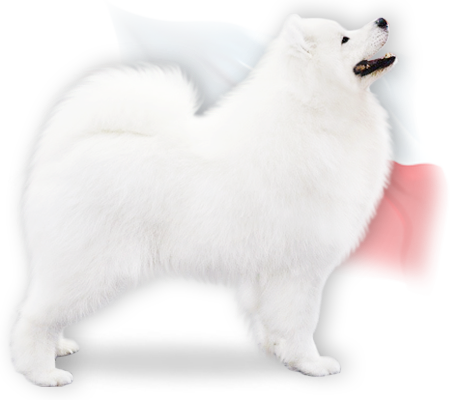 sire kuba